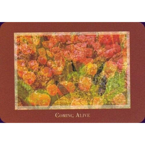 Gaia's Vision Oracle Deck 40 Cards with Guidebook Nature Photography Oracle