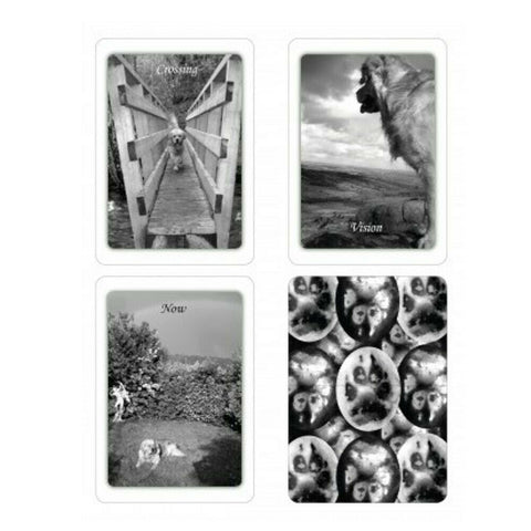 Simple Wisdom Of The Household Dog Oracle Cards & Book Schiffer Publishing NEW