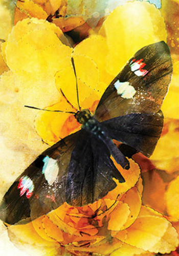 Butterfly Affirmations Deck Cards Esoteric Alana Fairchild Blue Angel Ba44