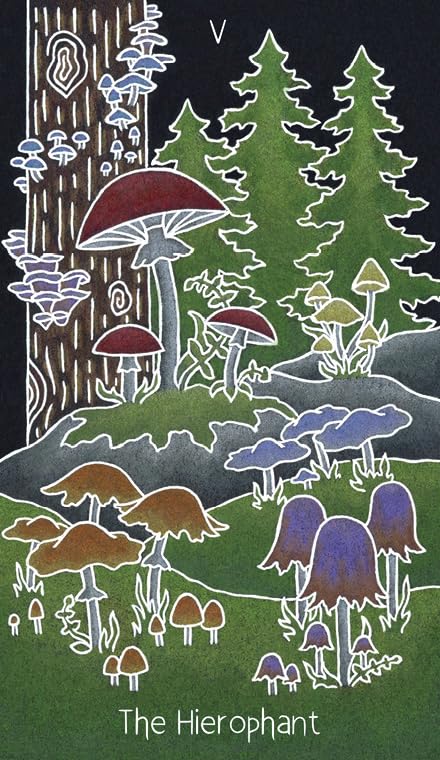 Animystic Tarot Deck 78 Cards & Guidebook Nature Magic by Red Feather