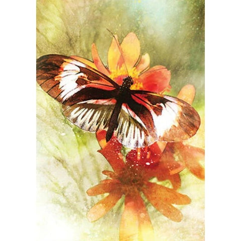 Butterfly Affirmations Oracle Cards Deck by Alana Fairchild 44 Cards