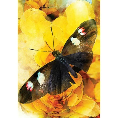 Butterfly Affirmations Oracle Cards Deck by Alana Fairchild 44 Cards