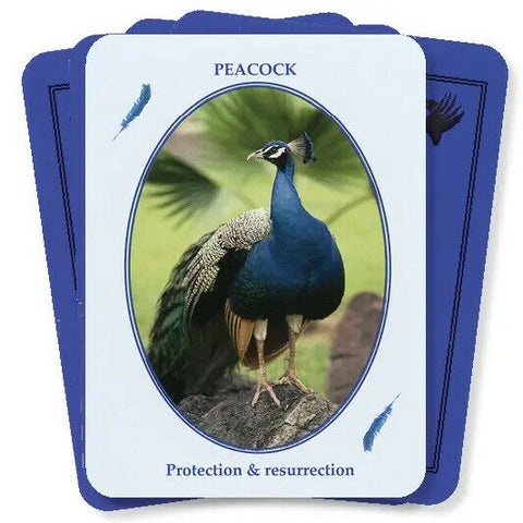 Feathered Omens Messenger Birds Spirit World Oracle Cards & Book Set